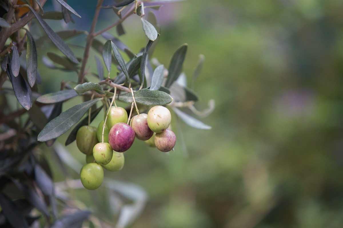 Olio extravergine di oliva