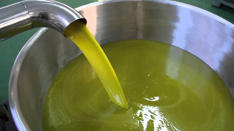 Le fasi di estrazione dell'olio extravergine di oliva