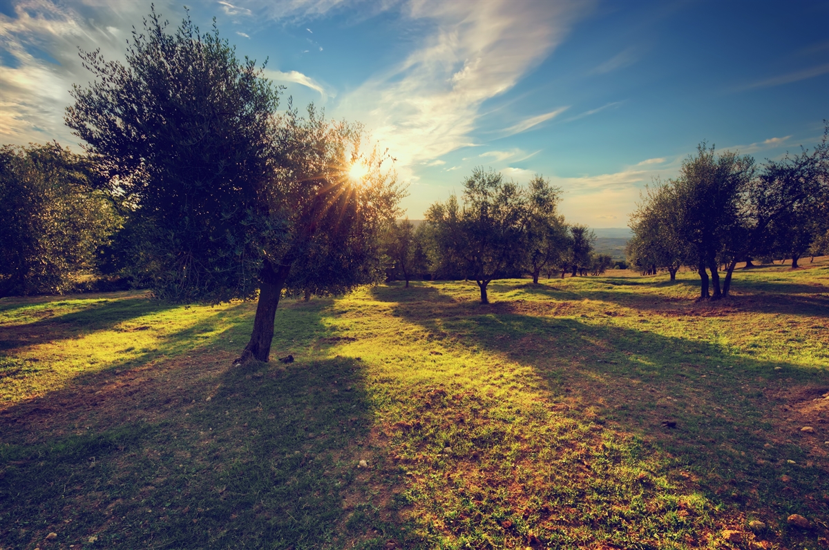 Olio d’oliva di categoria  superiore