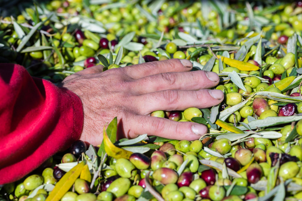 Le fasi di estrazione dell'olio extravergine di oliva
